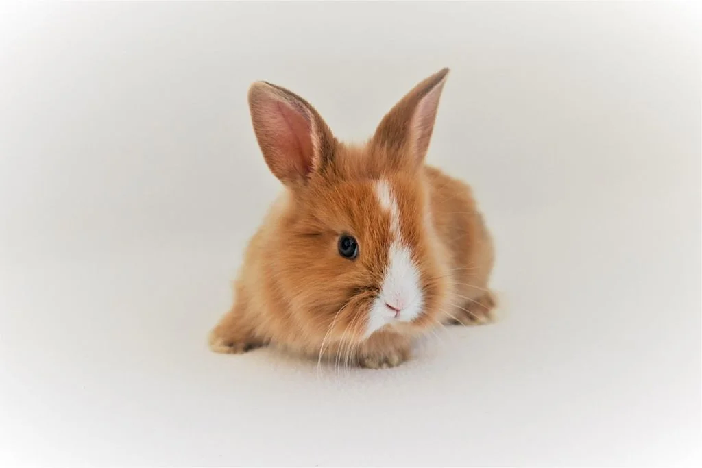 lapin roux et blanc