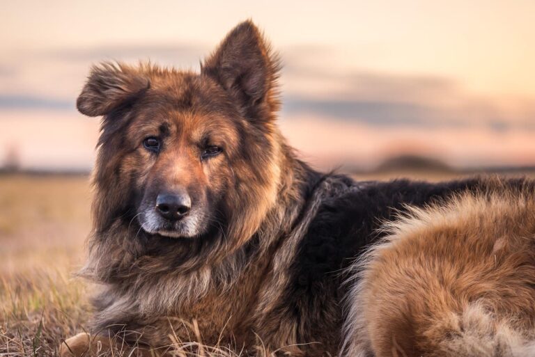 Myélopathie dégénérative du chien : comprendre et accompagner cette maladie neurologique évolutive