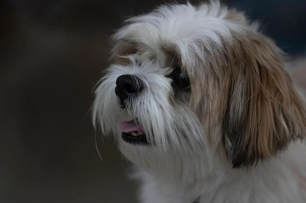 oeil shih tzu