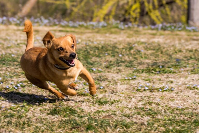 Top 3 des races de chiens de chasse de petite taille
