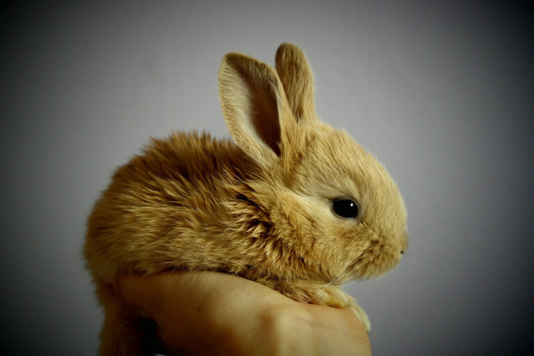 Combien de temps vivent les lapins ?