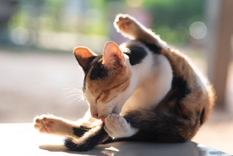 Solutions naturelles pour savoir comment enlever les puces d&rsquo;un chat sans produit vétérinaire