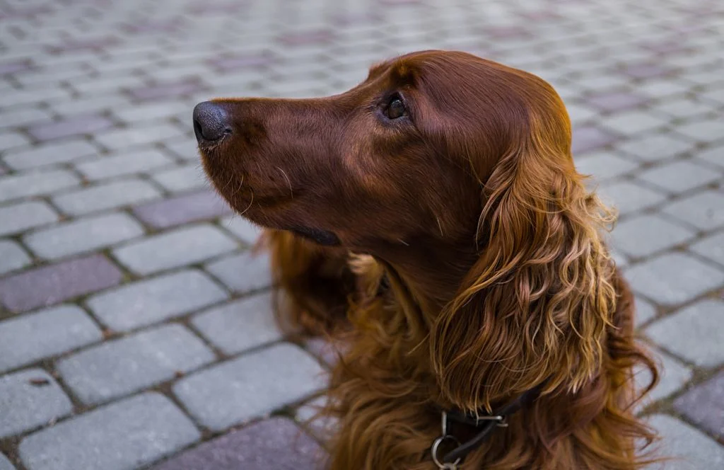 Setter irlandais