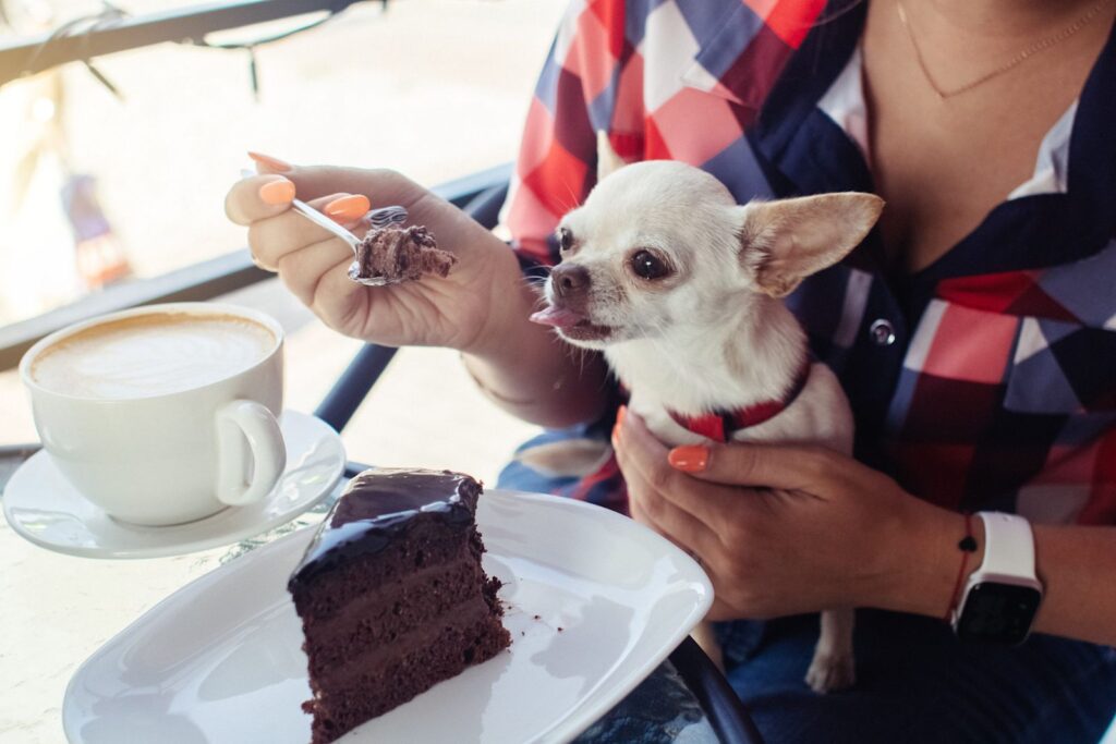 Pourquoi le chocolat est dangereux pour les chiens ? 