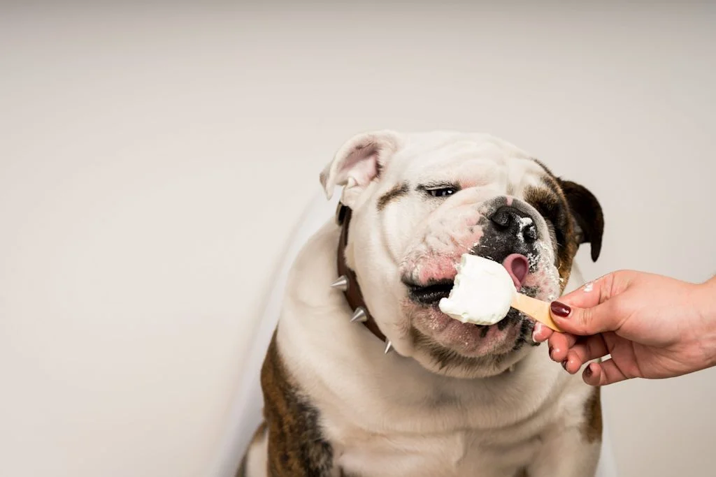 Chien qui mange du chocolat blanc