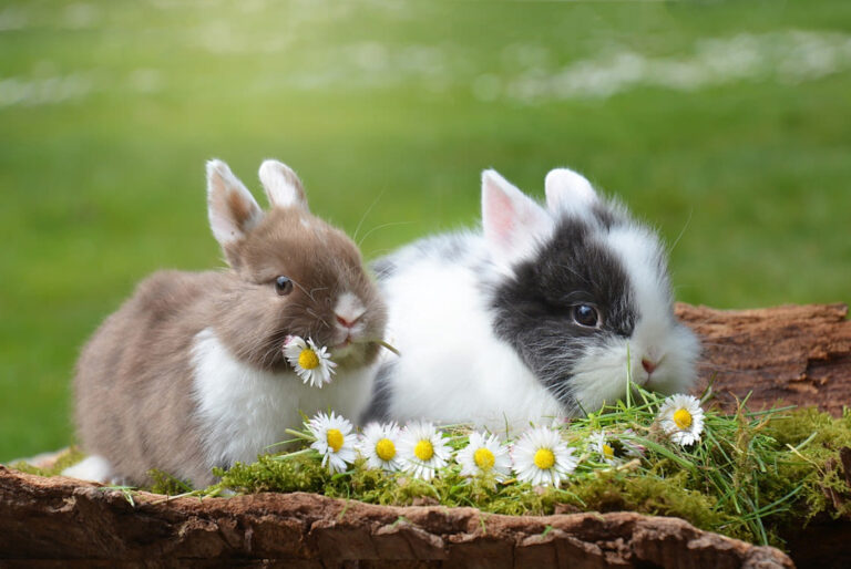 Quel prénom choisir pour une lapine ?