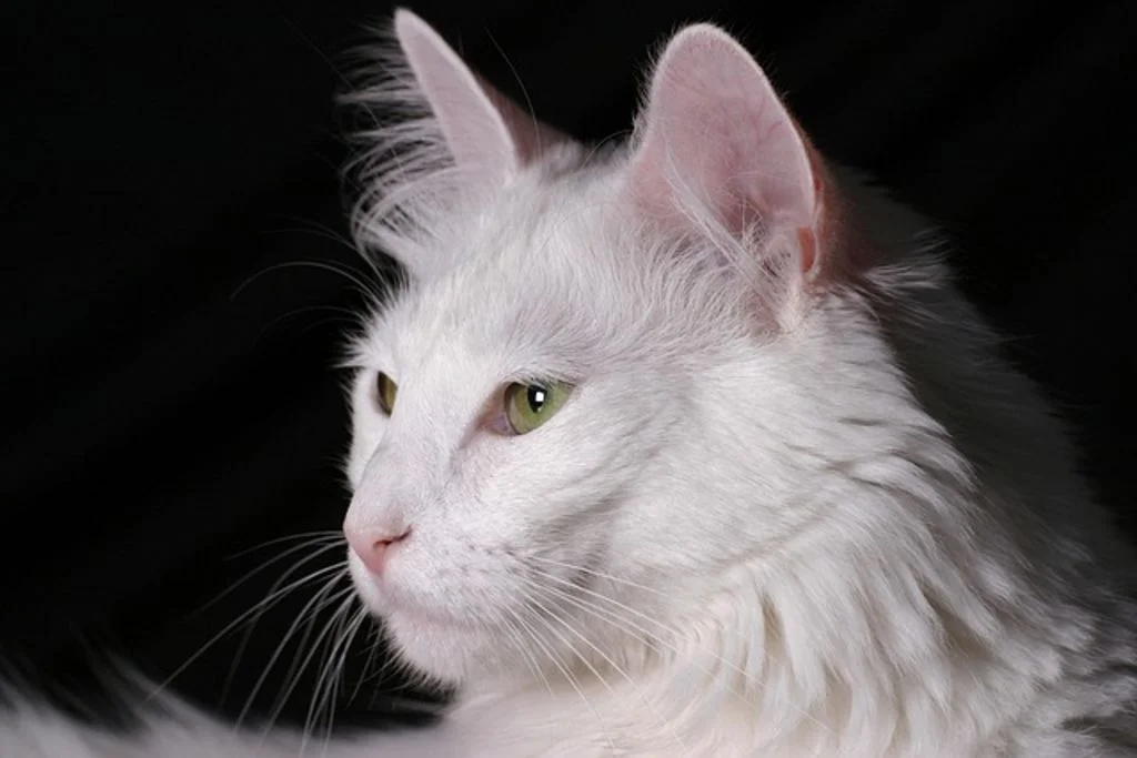 Angora Turc blanc