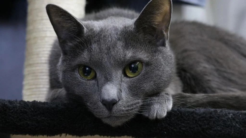 Chat Bleu Russe