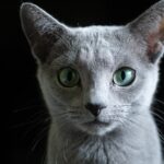 Chaton Bleu russe