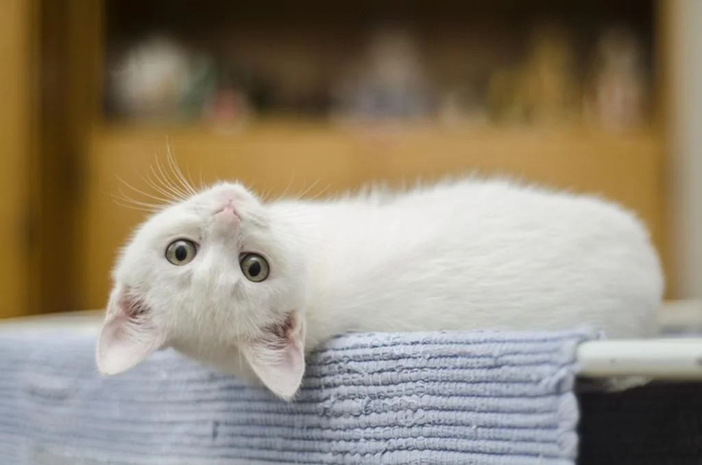 Chaton anatoli