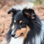 Chien tricolore