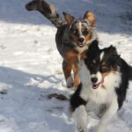 Chiens australiens