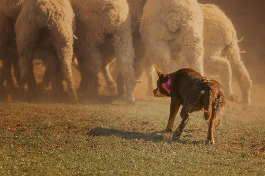Kelpie australien