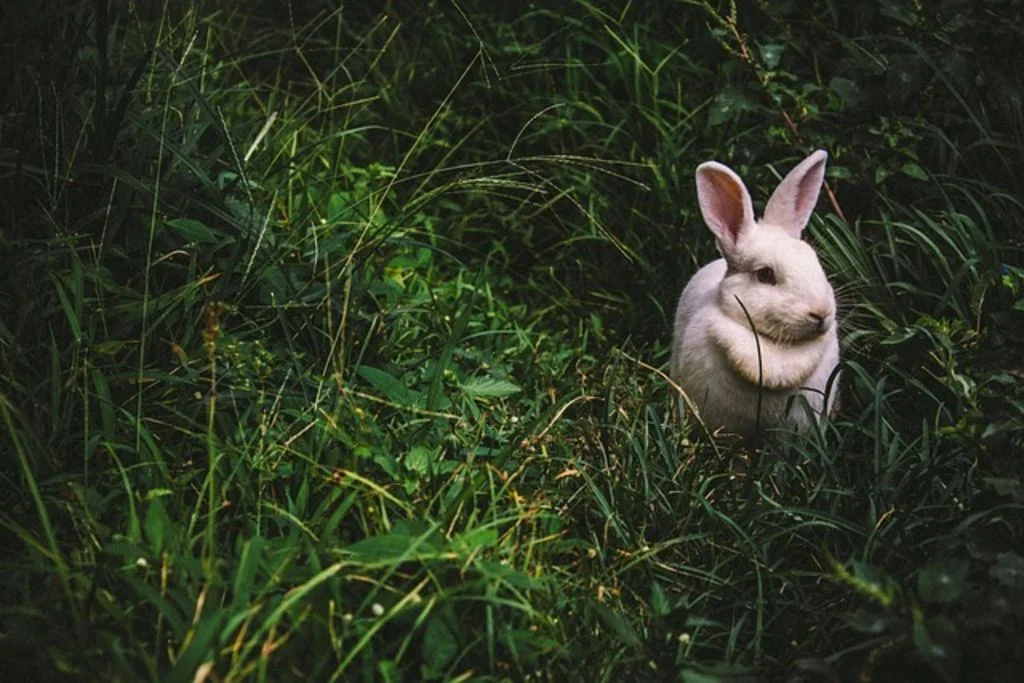 Lapin de compagnie