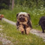 Petits chiens