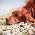 Setter Irlandais