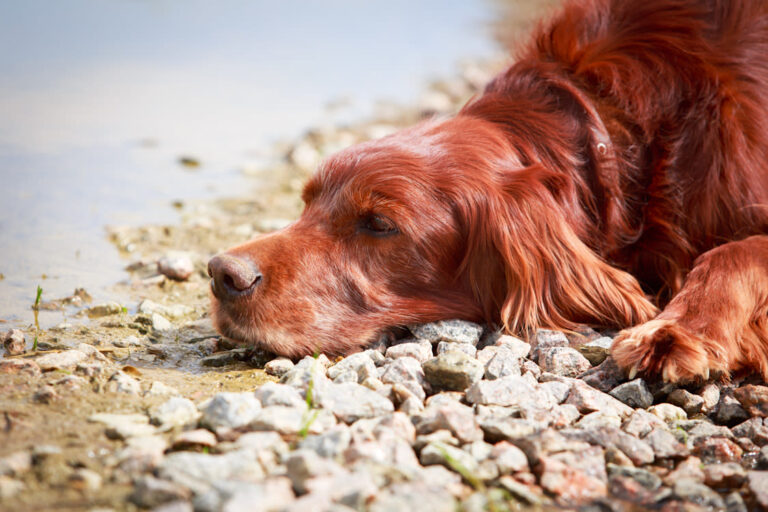 Races de chiens roux 