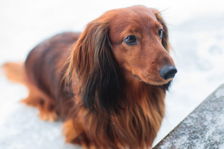 Races de chiens marron