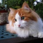 chat angora turc