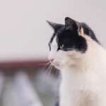 chat noir et blanc