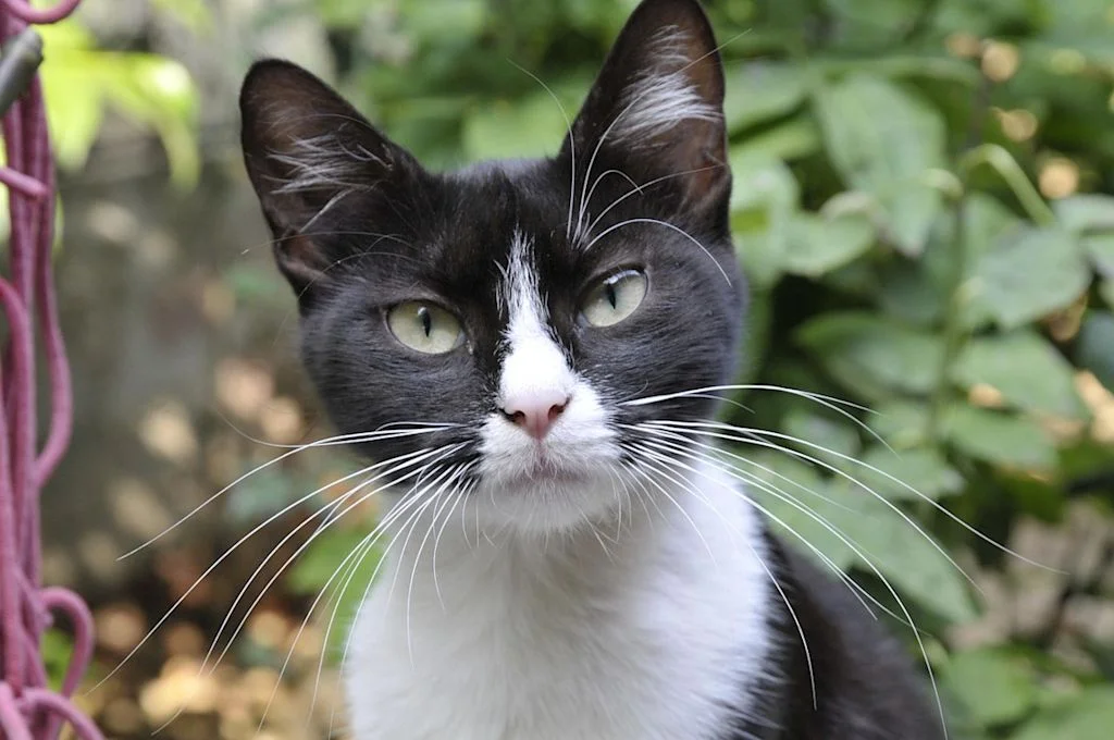 chat tuxedo