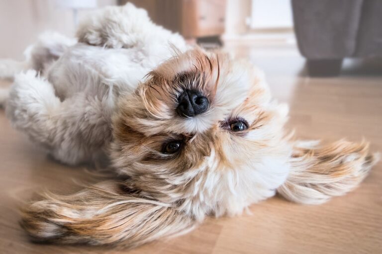 Ulcar chez le chien : quand et comment l&rsquo;utiliser ?