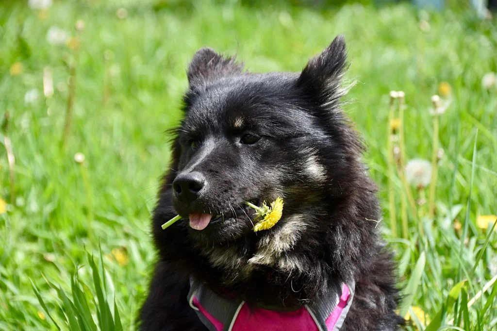 chien avec fleur