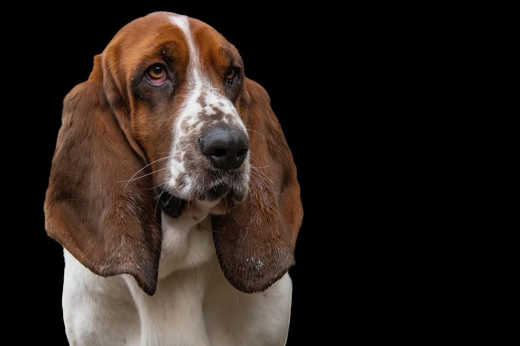 chien basset hound