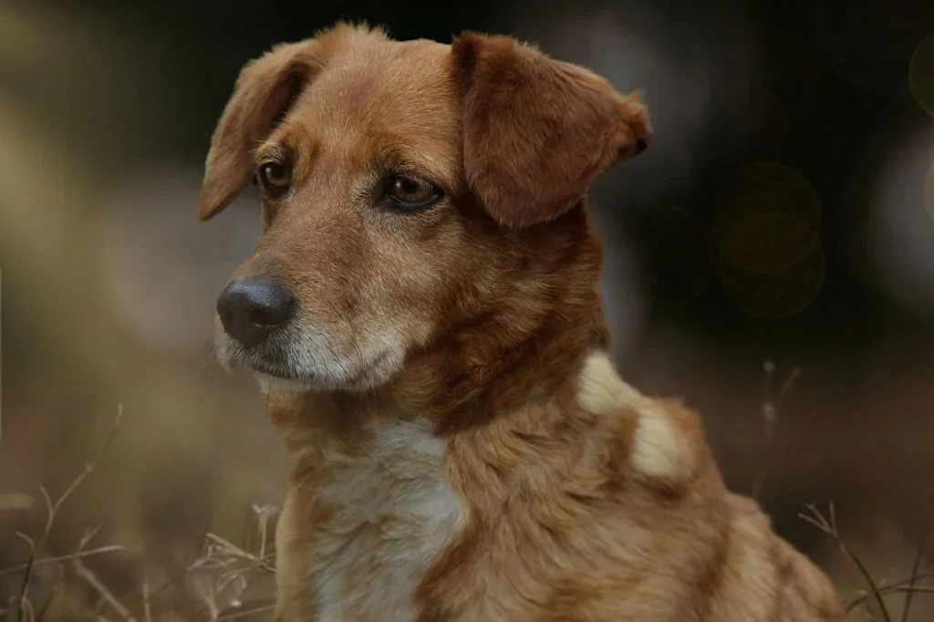 chien croise