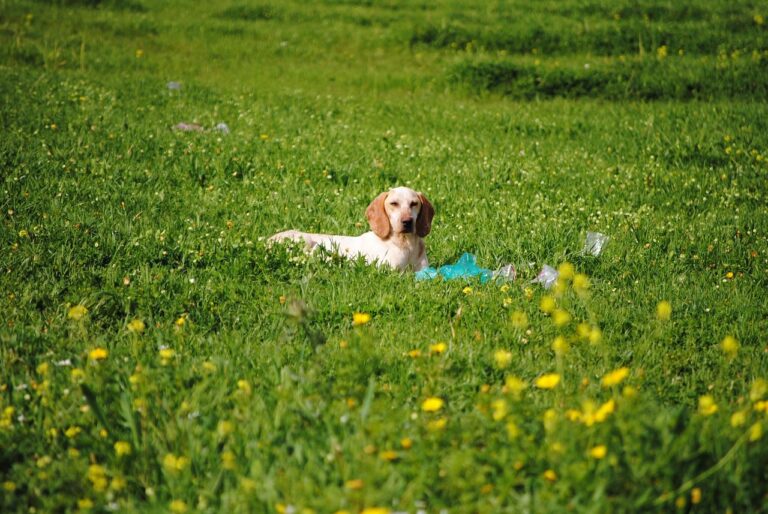 Qu&rsquo;est-ce qu&rsquo;une glande sébacée chez le chien ?
