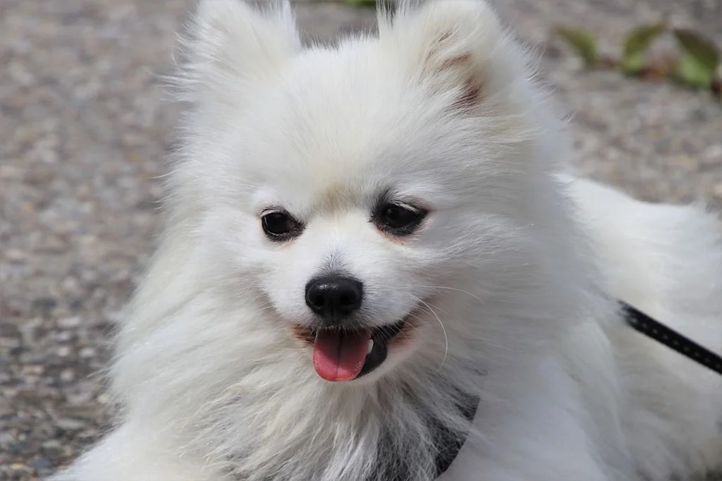 chien spitz blanc