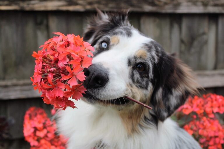 Plantes toxiques chez le chien : attention danger 