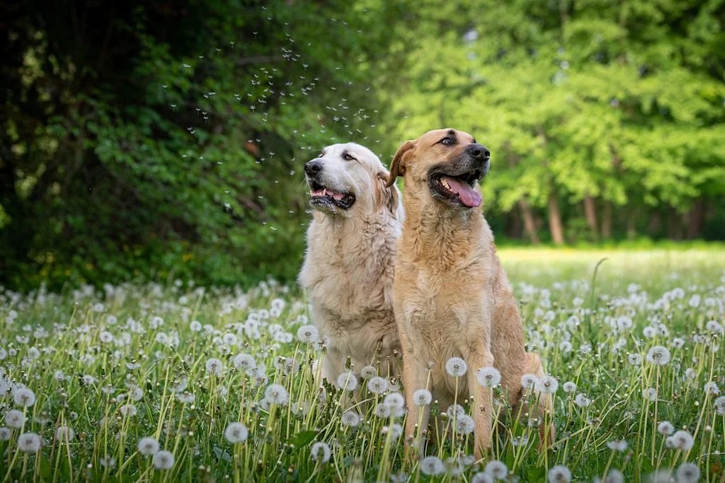 chiens dans un champs