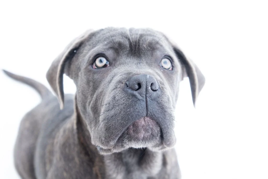 chiot Cane Corso