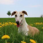 galgo chien espagnol
