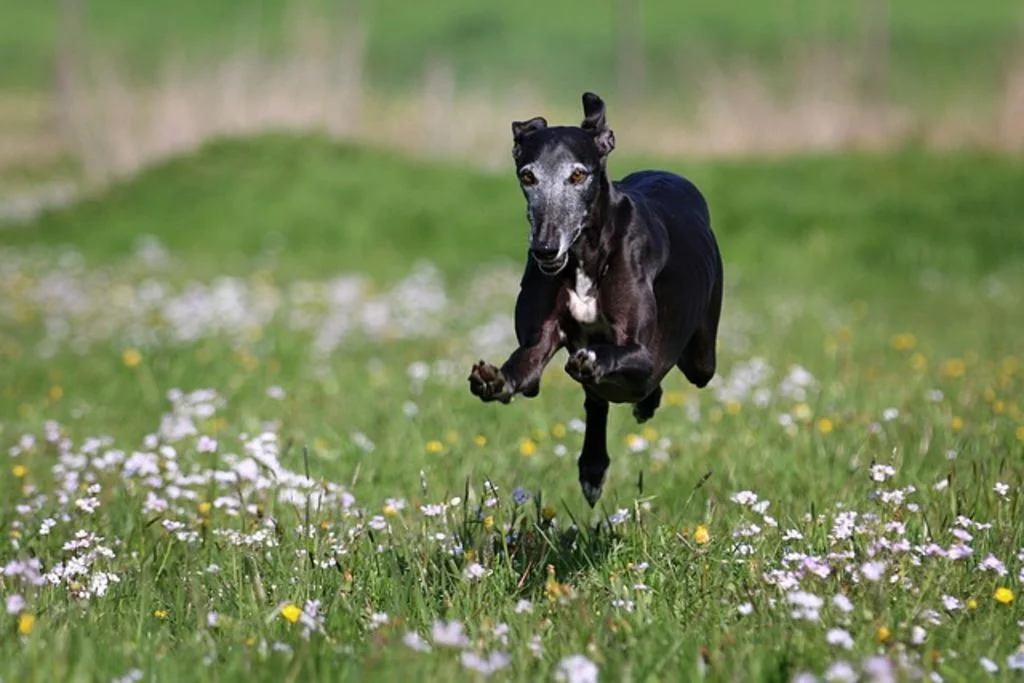 galgo espagnol noir