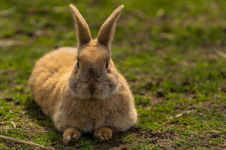 Le lapin bélier : tout savoir sur ce compagnon aux longues oreilles