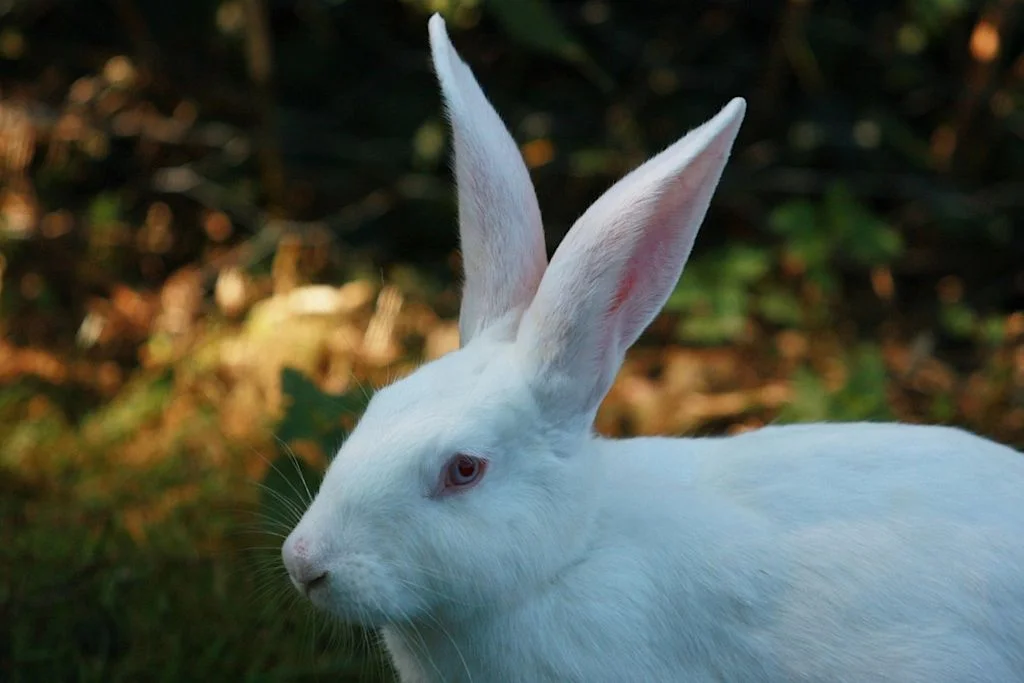 grand lapin blanc
