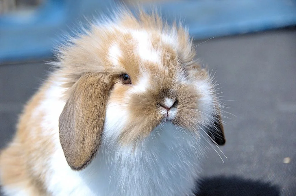 lapin bélier lop