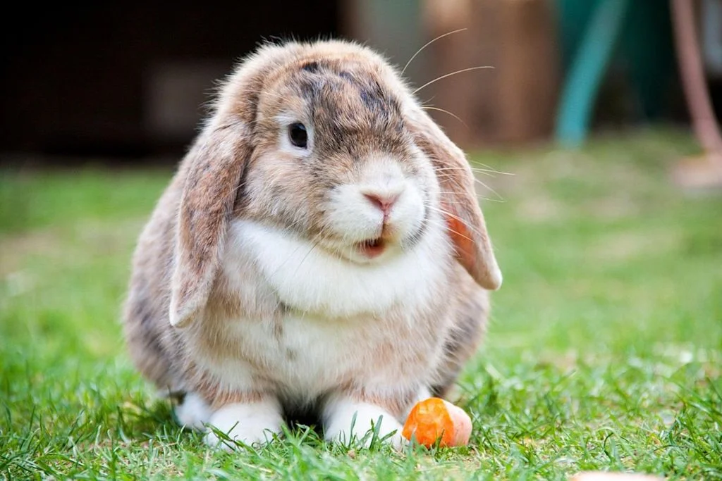 lapin bélier aux très grandes oreilles