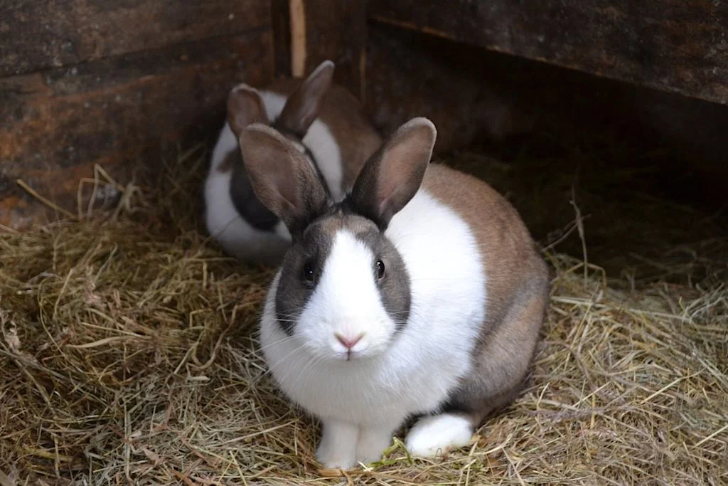lapin dans un clapier