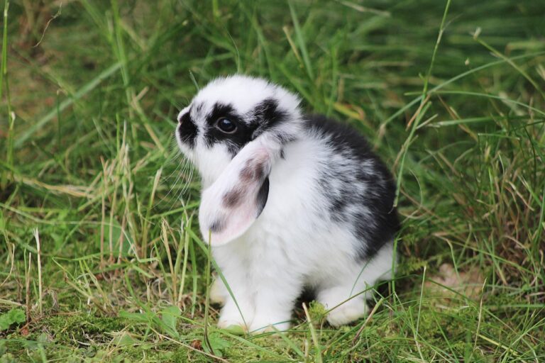 Le lapin nain bélier : tout savoir sur ce compagnon aux longues oreilles