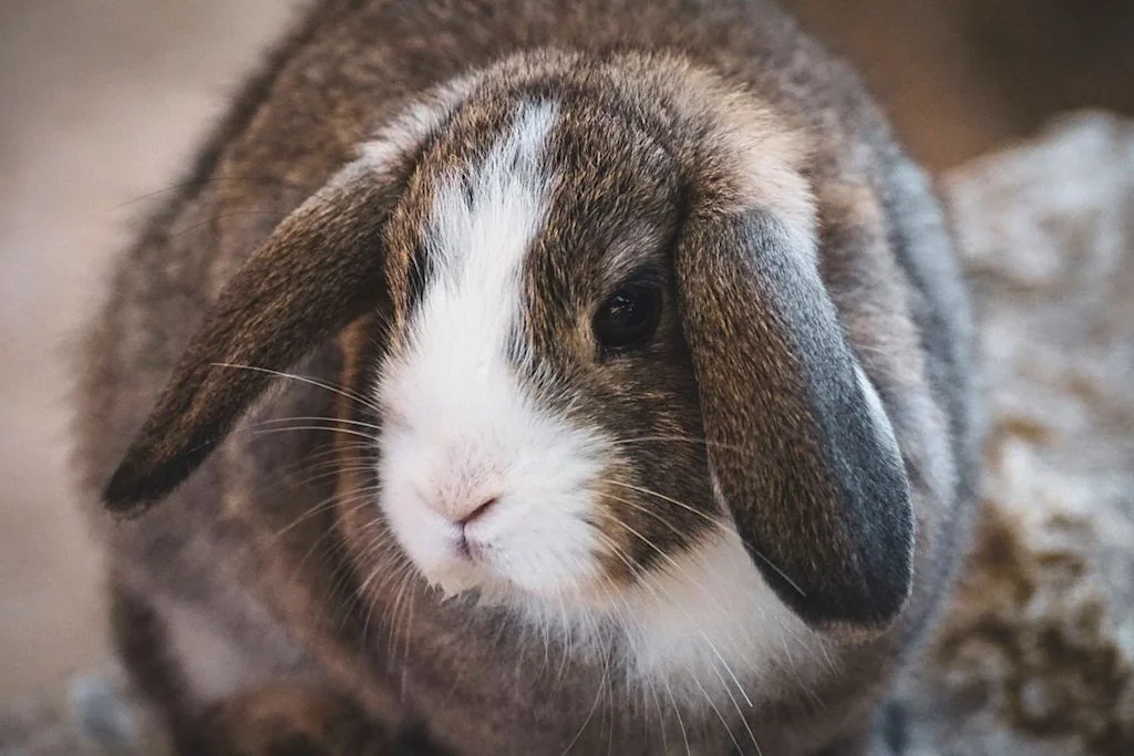 lapin nain bélier marron et blanc