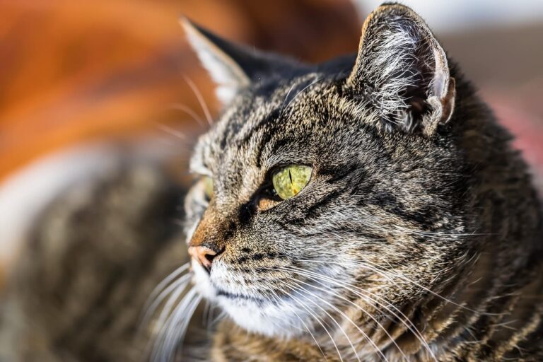 Boule chez le chat : que faire ?