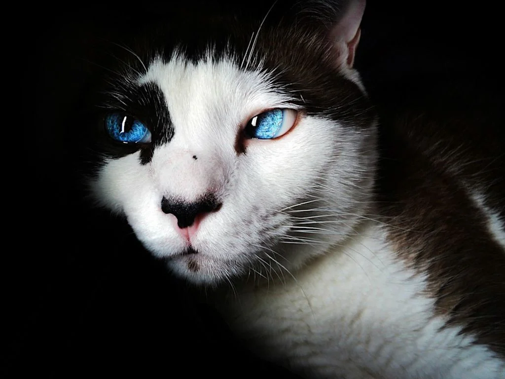yeux chat bicolore