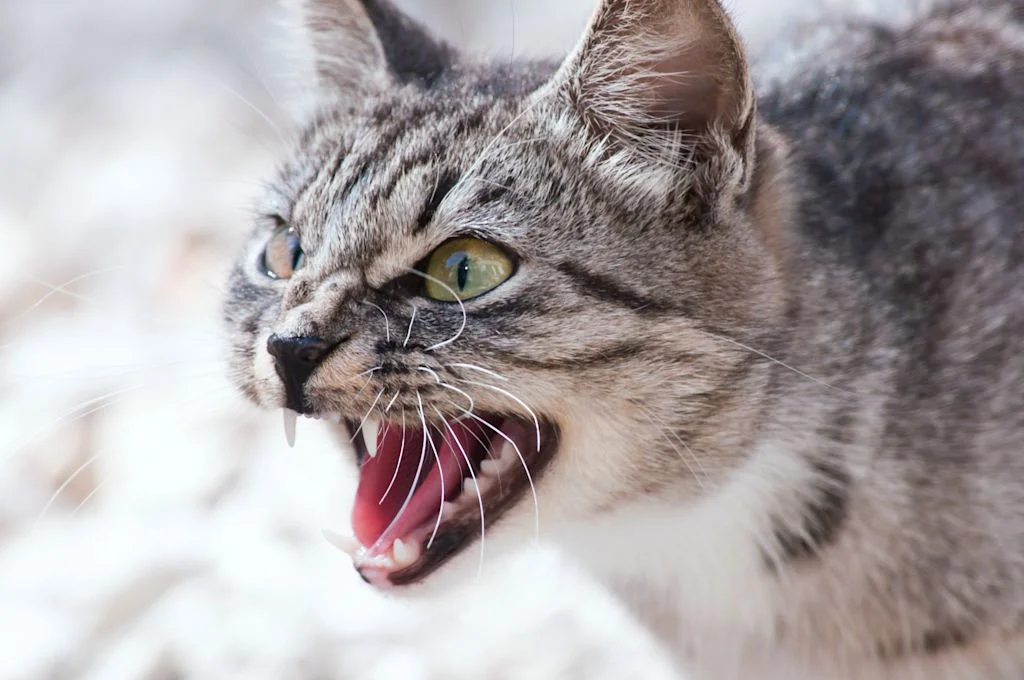 Chat agressif