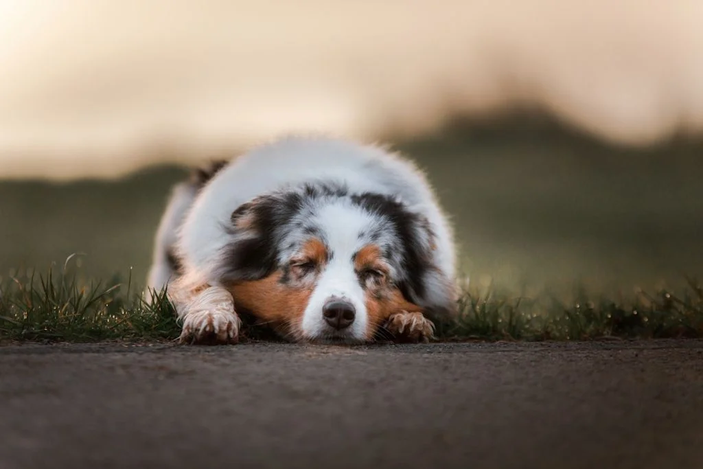 chien couch&eacute; au soleil