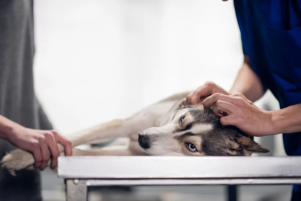 Chien sur table 