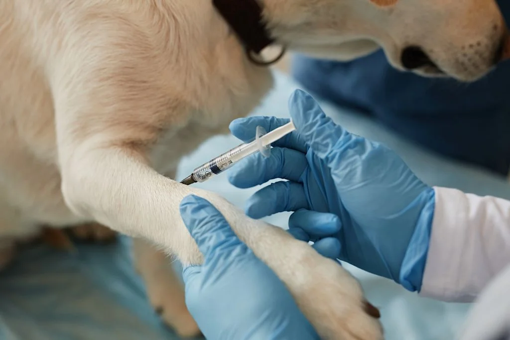 injection chien anaphylaxie