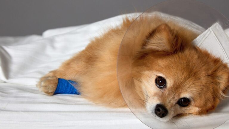 Choc anaphylactique chez le chien : questions réponses